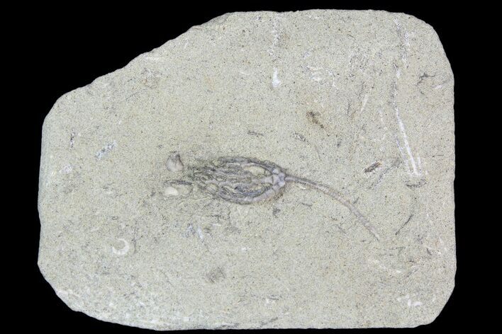 Crinoid (Cyathocrinus) Fossil - Crawfordsville, Indiana #92530